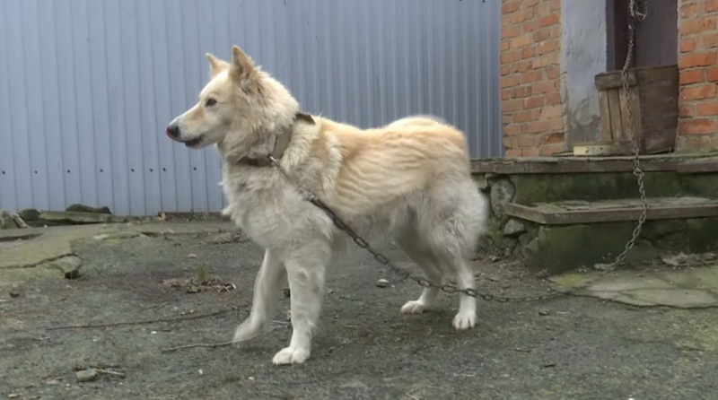 Hachiko blanc sur la route: Les passants ont sauvé un chien qui attendait son propriétaire sur la route