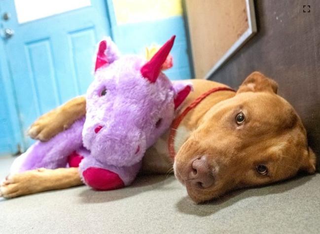 Un chien sans-abri a volé plusieurs fois un jouet en peluche dans le magasin