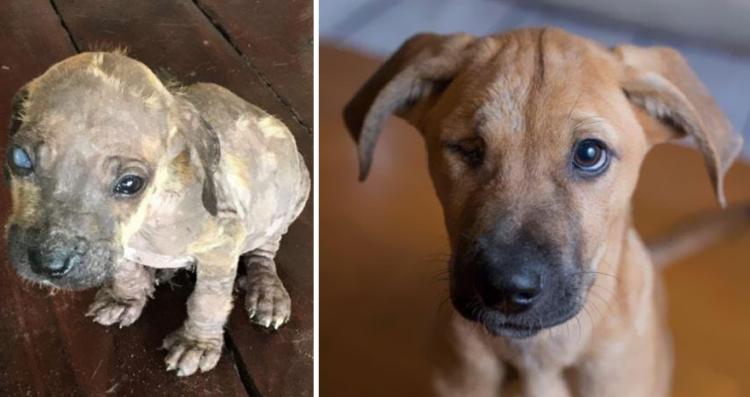 Des photos  touchantes de chiens avant et après l'abri qui vous briseront le cœur