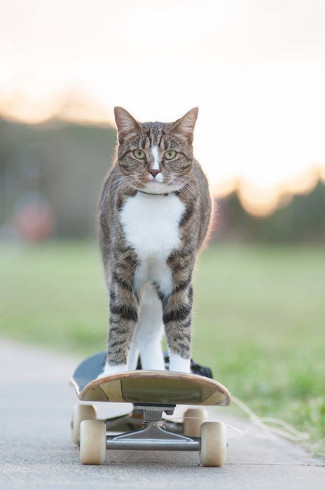 La vraie star: Le chaton a  battu le record du monde du livre Guinness pour ces trucs extraordinaires