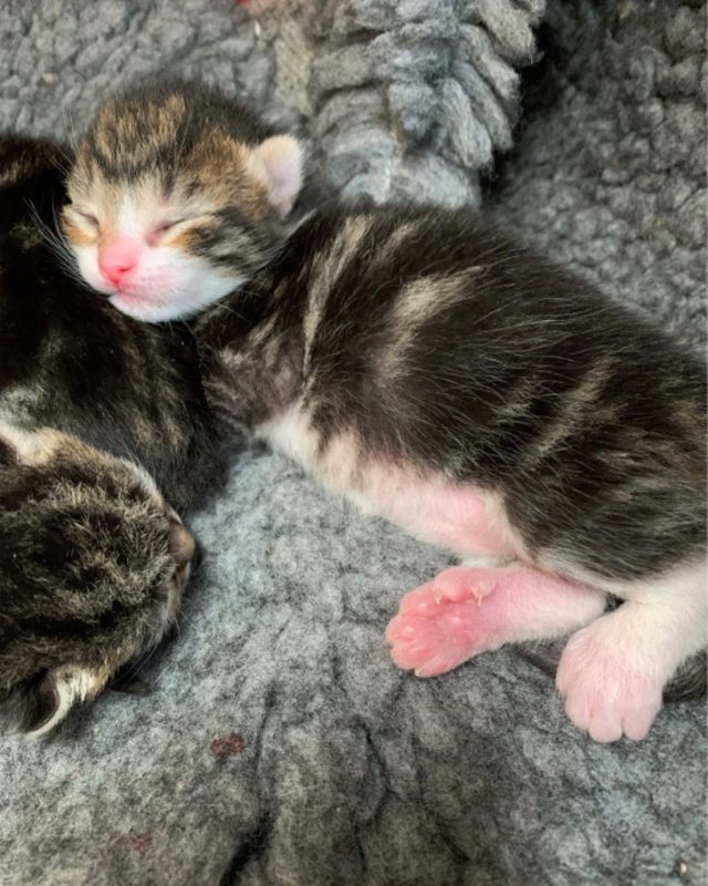 Naissance extraordinaire: Trois chatons naissent avec 6 orteils sur les pattes