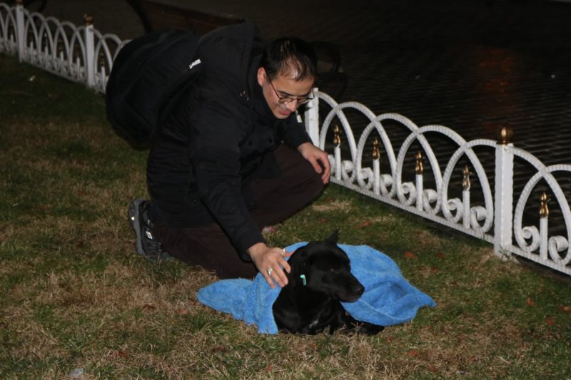 Un dentiste turc passe son temps libre à envelopper les chiens et les chats errants dans des couvertures pour les protéger des rigueurs de l'hiver