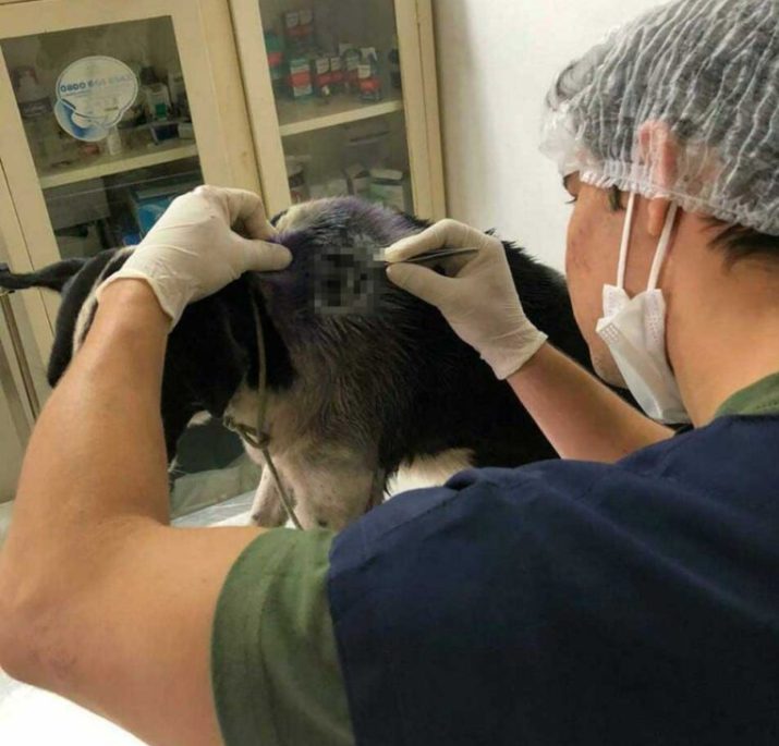 Un chien gravement blessé entre seul dans un centre  vétérinaire pour recevoir de l'aide