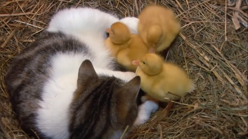 La mère chat a adopté trois bébés canetons et s'en est occupé avec ses trois chatons ensemble
