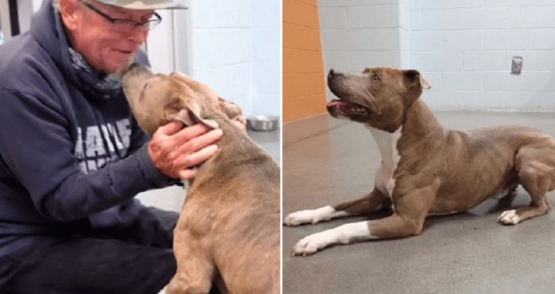 Un homme retrouve son chien perdu après avoir été séparé 200 jours