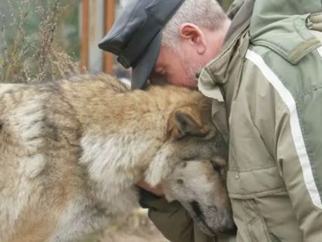 La louve est venue demander à manger et le forestier a eu pitié d'elle: Deux mois plus tard, trois loups sont venus au village