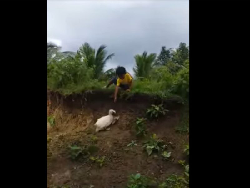 Un canard gentil récupère la tong d'un garçon qui est tombée d'une colline et la lui rend
