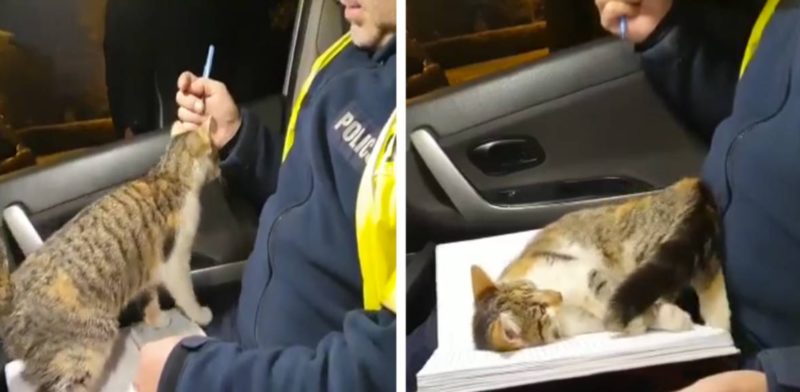 Un chat errant saute dans une voiture de patrouille et demande des câlins au flic