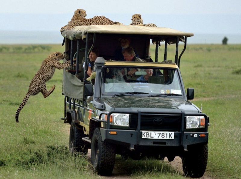 Un touriste se retrouve face à face avec un guépard sauvage alors qu'il monte dans un véhicule de safari