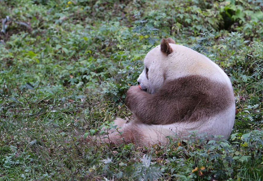 Le seul panda brun au monde vit actuellement heureux dans sa vallée des pandas