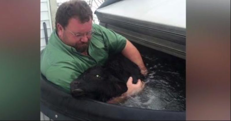 Un agriculteur trouve un veau nouveau-né gelé dans la neige et lui sauve la vie avec un bain à remous