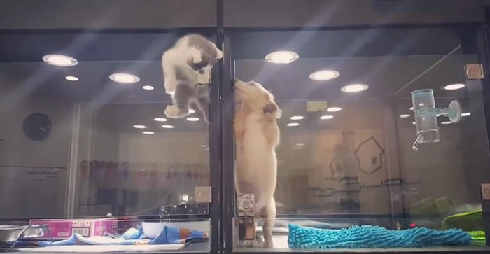 Moment émouvant, un chaton s'échappe de l'étalage d'une animalerie pour réconforter un chiot solitaire