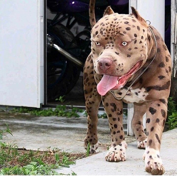 Titus est un "guepard pitbull" si rare qu'Internet ne peut pas croire qu'il est réel