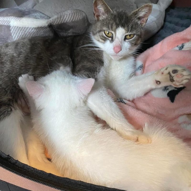 Des chatons trouvés derrière un entrepôt avec un chat, l'un d'eux est très collant à sa mère