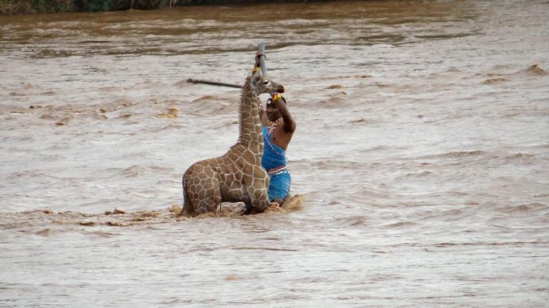 Des personnes courageuses ont risqué leur vie pour sauver un bébé girafe de la noyade