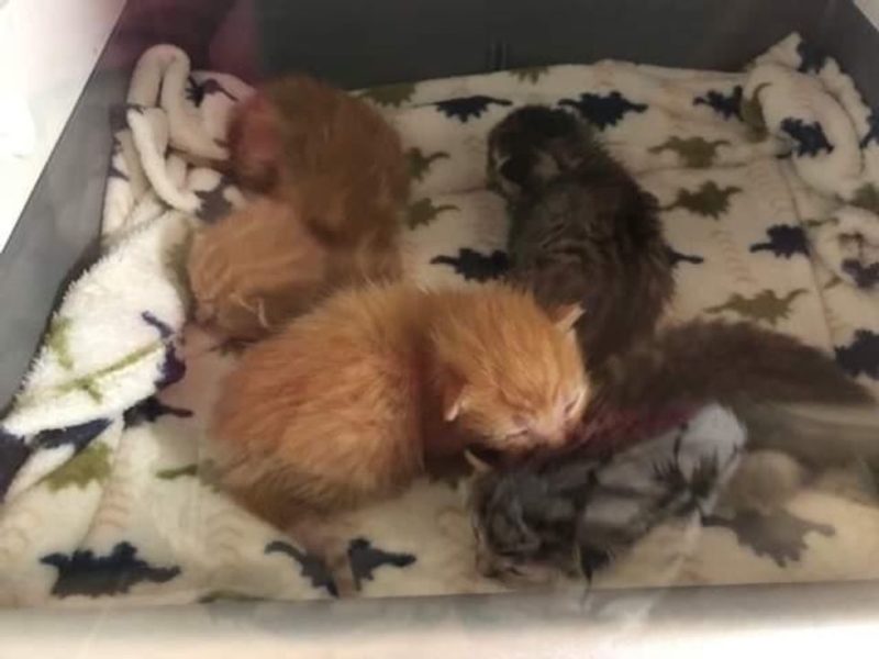 Quatre petits chatons ont été amenés dans un refuge sans maman: mais la maman chat est revenue les chercher.