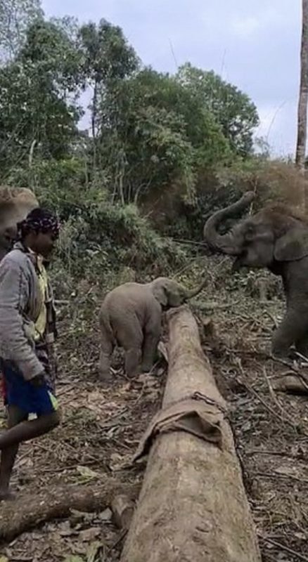 Очаровательный слоненок не смог пересечь упавшее дерево и стал вирусным
