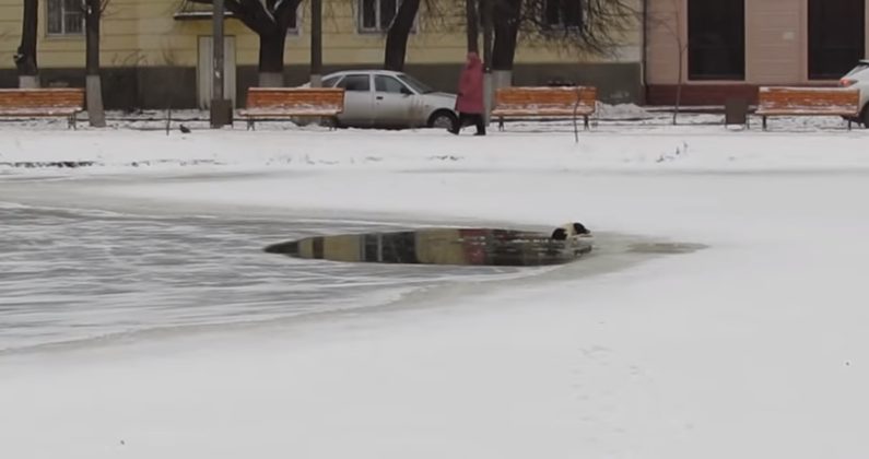 Un homme gentil risque sa vie pour sauver un chien qui se noie dans un étang gelé: ce héros s'est précipité pour le sortir, sans hésiter