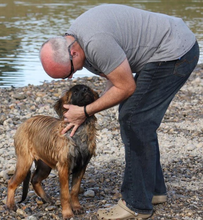 Les chiens trouvent une deuxième chance au bonheur : un homme construit un sanctuaire de rêve pour les chiens et les animaux de refuge sauvés
