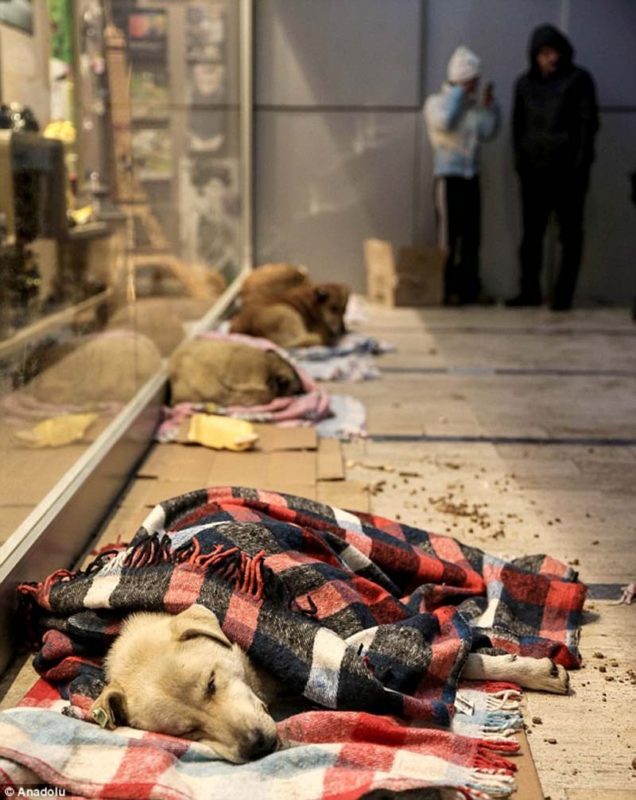 Les actes de gentillesse ressortent du chaos : les animaux sans-abri trouvent refuge pendant la vague de froid