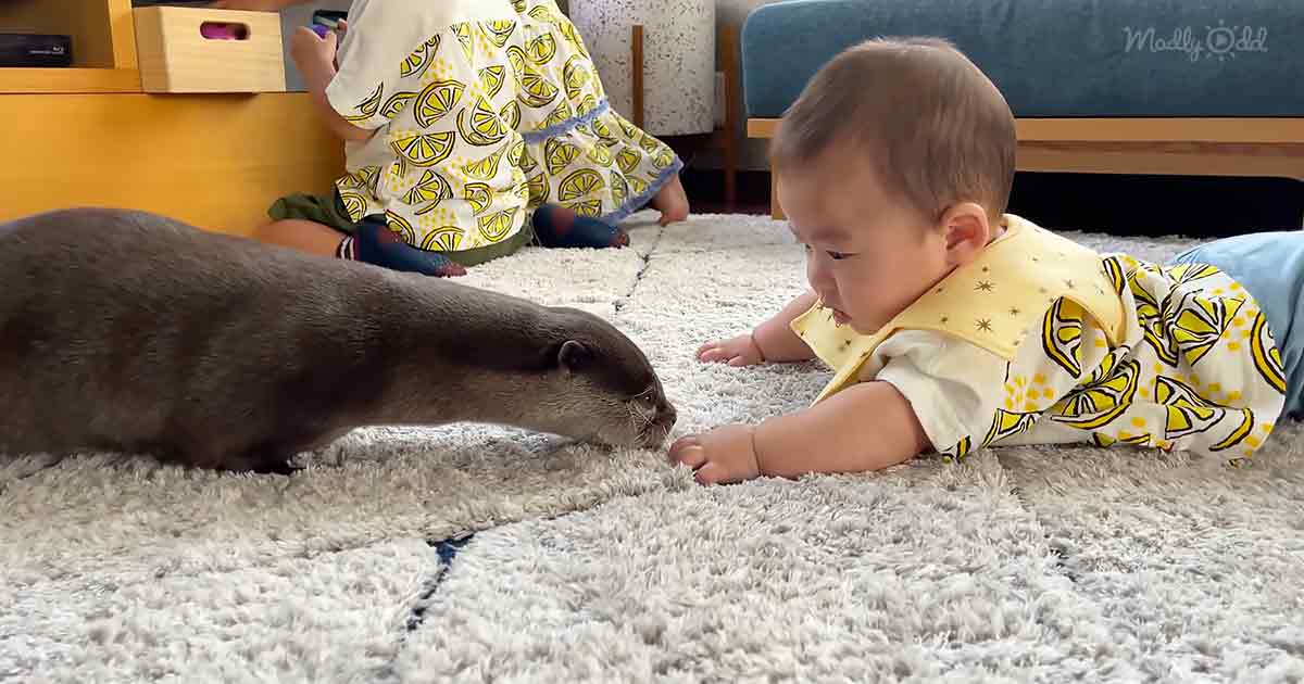 Les enfants insouciants et les petits bébés veulent jouer avec des loutres curieuses