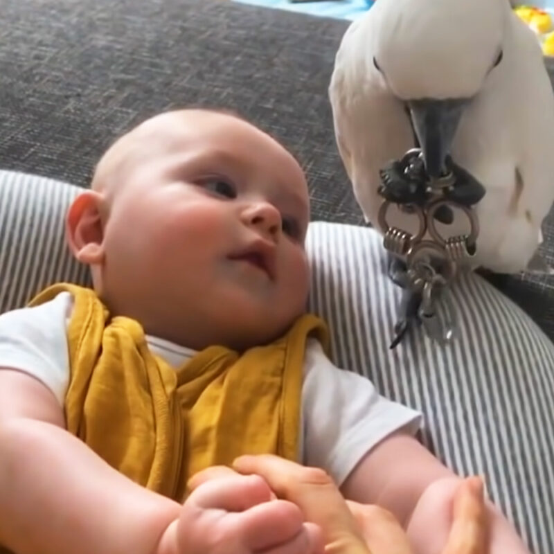 Un cacatoès attentionné et un adorable petit garçon deviennent les meilleurs amis du monde