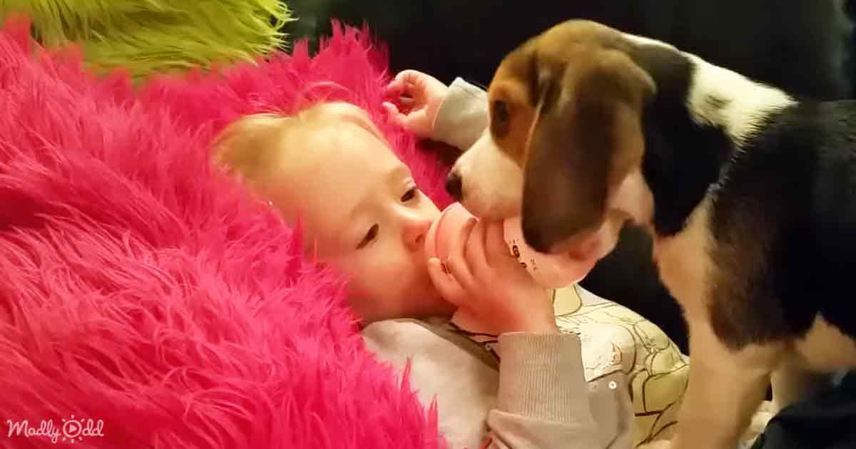 La tentative hilarante du Beagle « Fur-tastic » de grimper sur le canapé