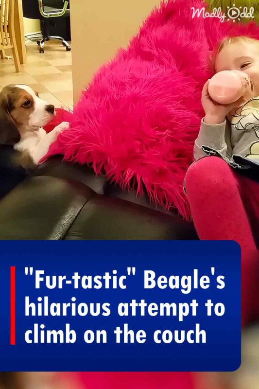 La tentative hilarante du Beagle « Fur-tastic » de grimper sur le canapé