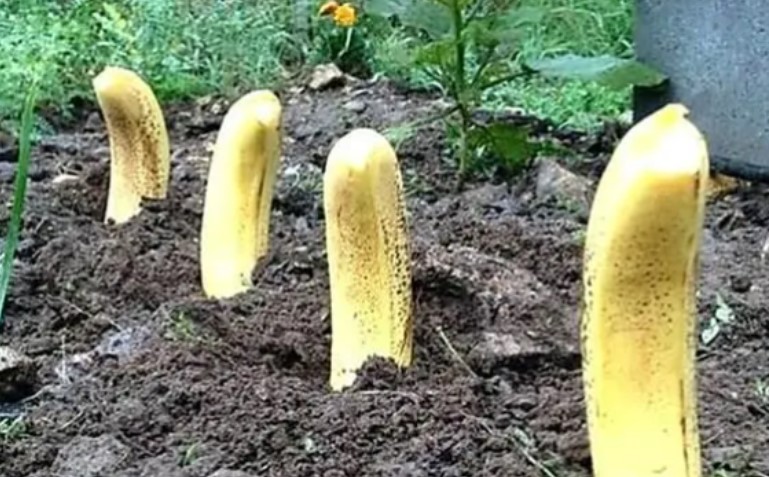 Enterrez les peaux de banane partout dans le jardin et voyez ce qui se passe une semaine plus tard.