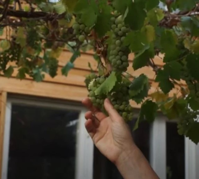 La famille construit une belle serre autour de la maison pour rester au chaud toute l'année
