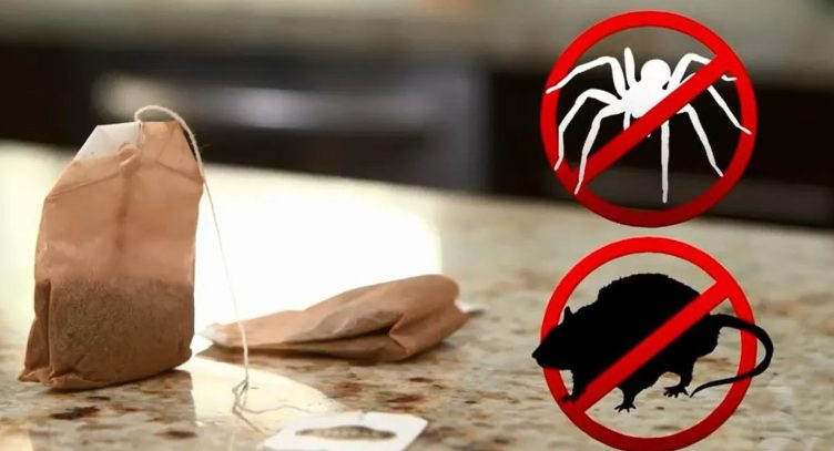 Des façons surprenantes de la réutilisation des sachets de thé usagés pour améliorer votre quotidien