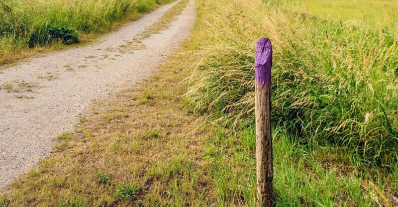 Découvrez la signification d'un poteau de clôture peint en violet : la raison vous surprendra vraiment