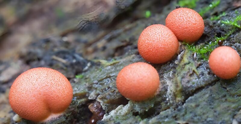 Ce matin, j'ai découvert ces boules étranges dans mon jardin… et voici ce que c'était