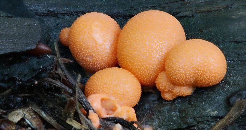 Ce matin, j'ai découvert ces boules étranges dans mon jardin… et voici ce que c'était