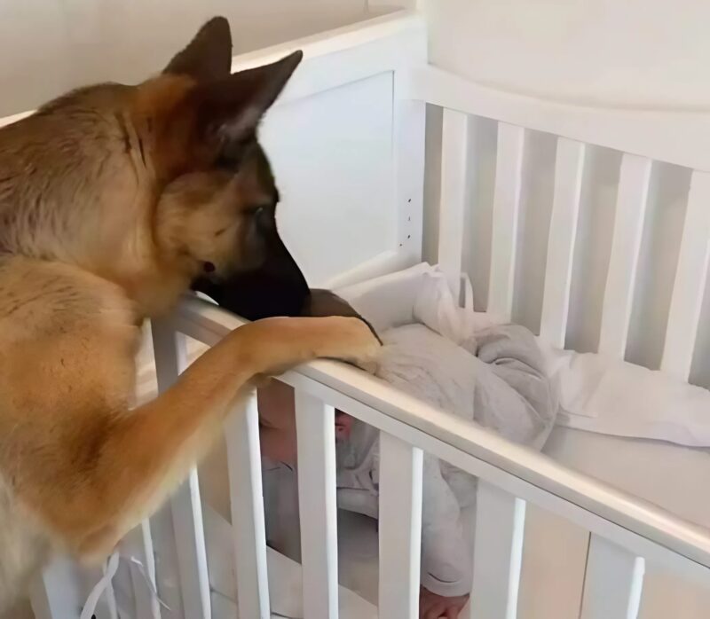 Ce couple a adopté un berger allemand et voici comment le chien les a remerciés