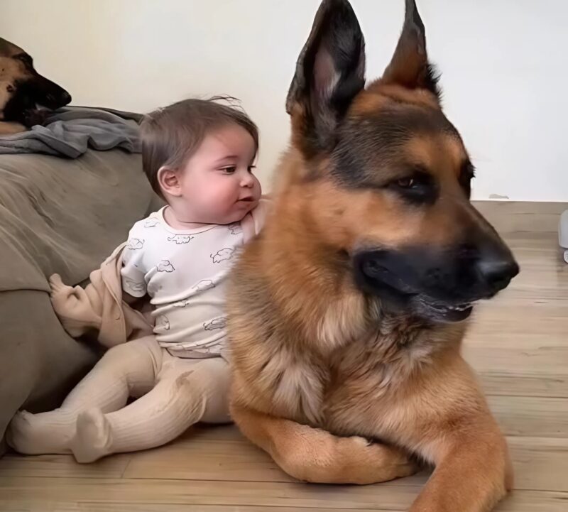 Ce couple a adopté un berger allemand et voici comment le chien les a remerciés