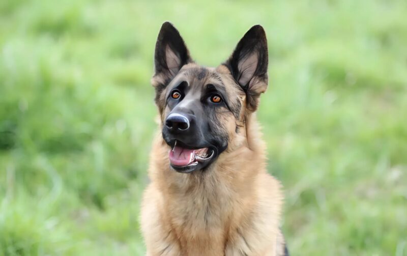 Le chien a refusé de quitter un patient inconnu ; en découvrant la raison, nous avons été complètement choqués