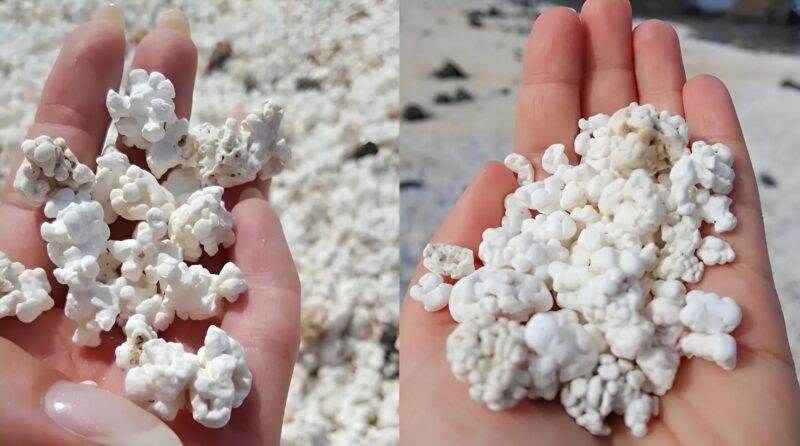 Nous avons vu ces objets inhabituels sur la plage et avons été choqués de découvrir ce que c'était