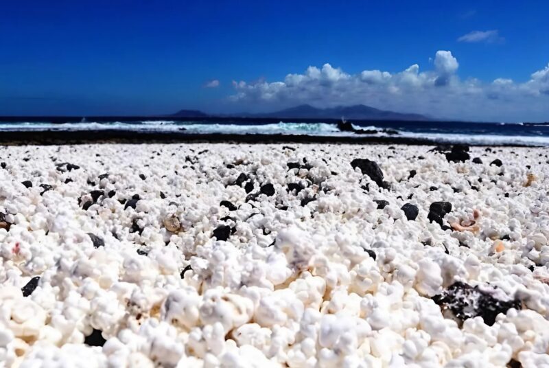 Nous avons vu ces objets inhabituels sur la plage et avons été choqués de découvrir ce que c'était