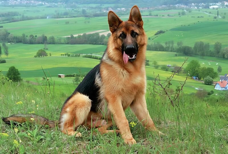 Mon chien se comportait étrangement à cause d’un canapé que j’avais acheté : ce que j’ai trouvé à l’intérieur m’a choqué