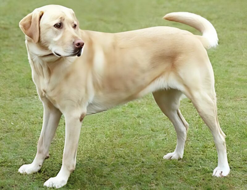 Un chien mystérieux venait chaque jour dans notre jardin, et ce que mon fils a découvert était bouleversant