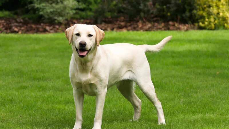 Un chien mystérieux venait chaque jour dans notre jardin, et ce que mon fils a découvert était bouleversant