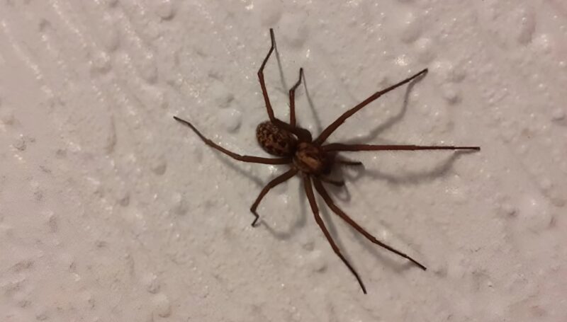 J'ai remarqué une masse sombre dans l'une de nos chambres, et j'ai été horrifiée en découvrant de quoi il s'agissait