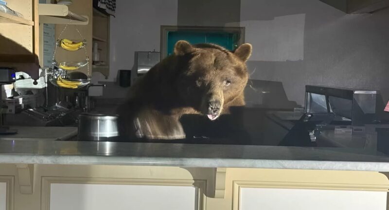 Quelqu’un s’était introduit dans ma glacerie pour voler quelques glaces à la fraise. Je suis resté sans voix en découvrant le coupable