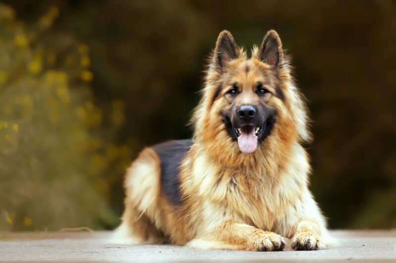 "Mon chien peut retrouver votre fils", dit une petite fille au père du garçon disparu : à ce moment-là, personne n'maginait ce qui allait se passer ensuite